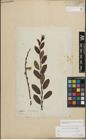 Foto von Salix myrsinifolia Salisb. x Salix phylicifolia L.